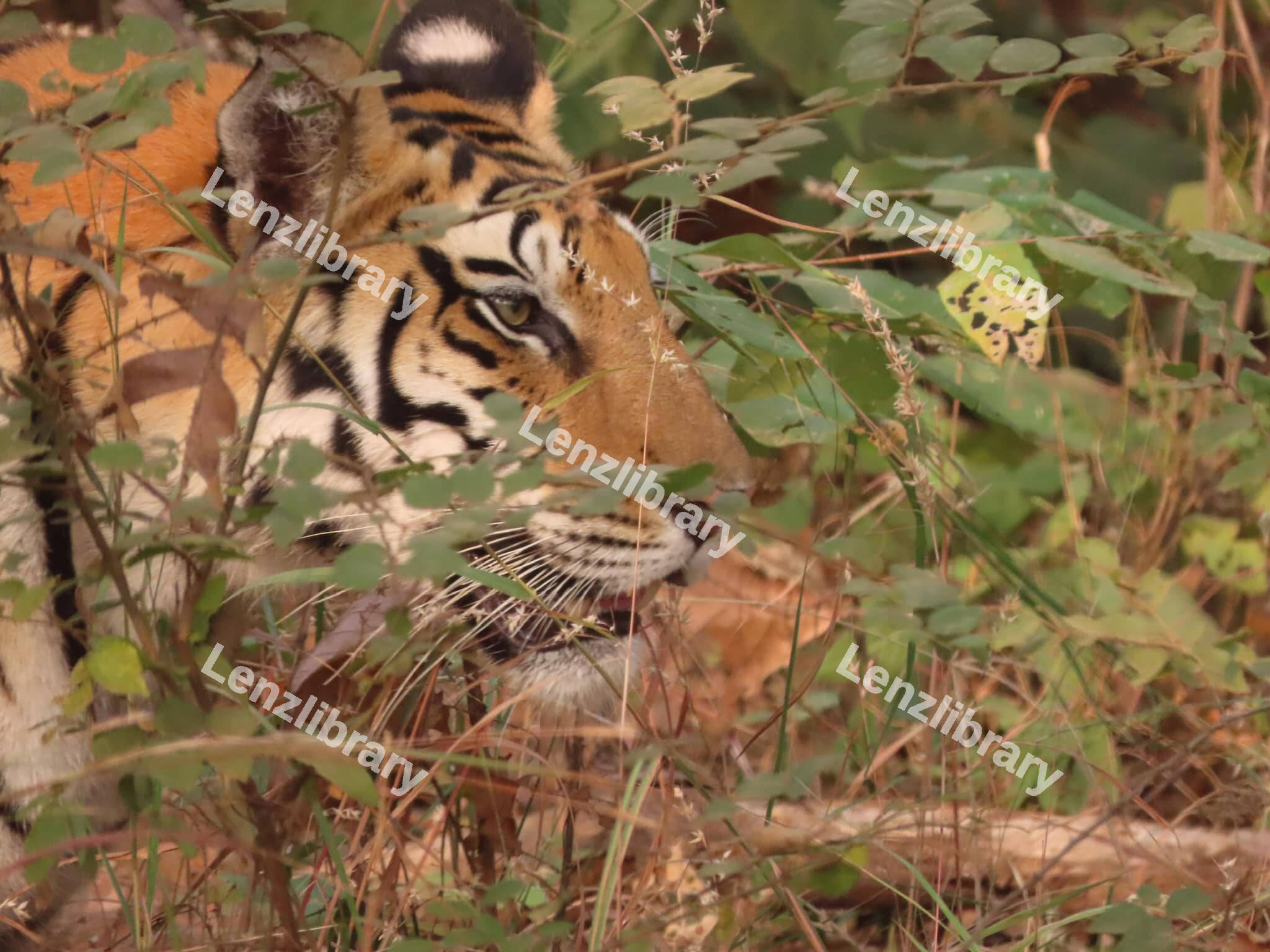 Tiger behind the bushes
